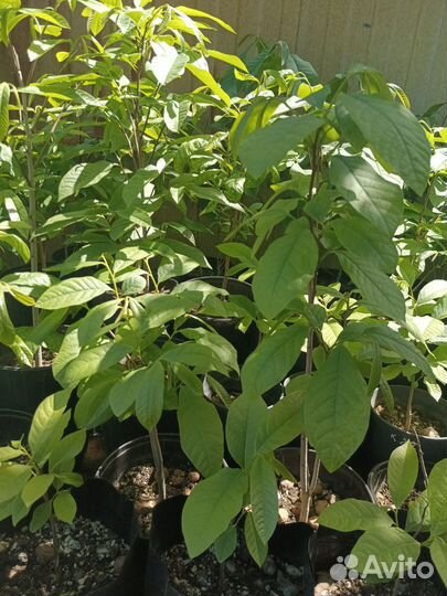 Саженцы азимина