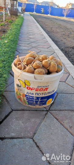 Картофель на посадку