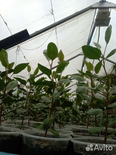 Саженцы Фисташки