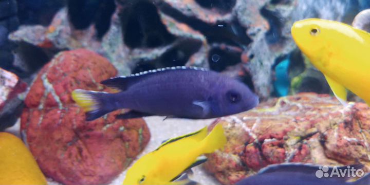 Африканские цихлиды(оз.Малави,Виктория,Туркан)