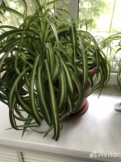 Комнатные цветы шефлера