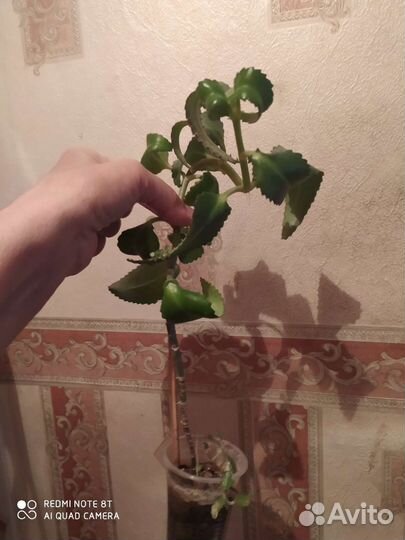 Каланхое лекарственный