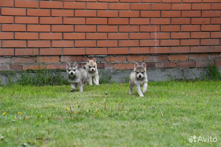 Щенки аляскинского кли кая. Видео