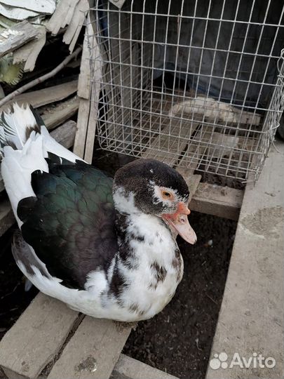 Продам индоуток