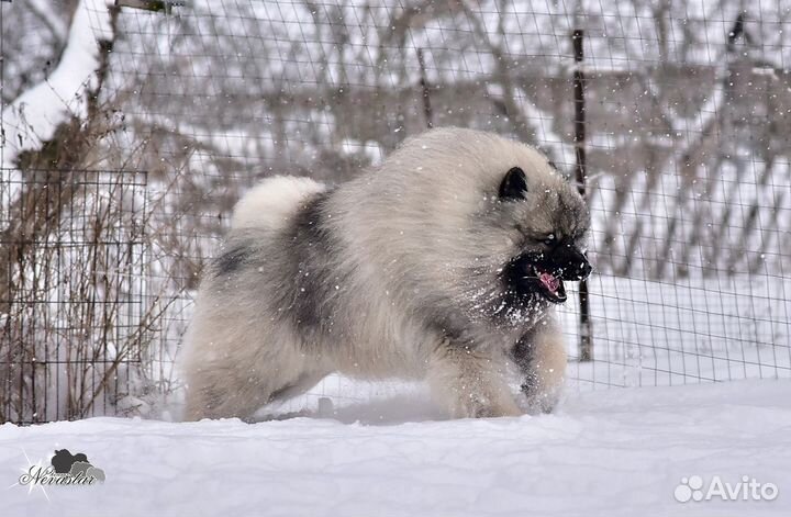 Щенки вольфшпица / кеесхонда