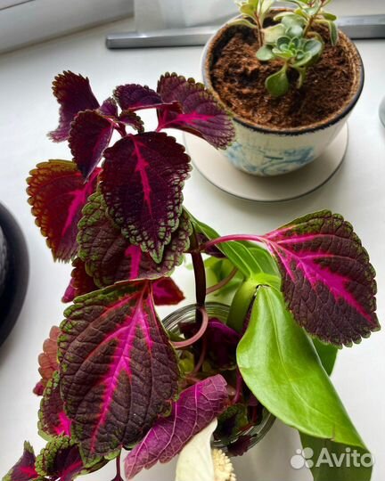 Цветок Колеус, Обмен