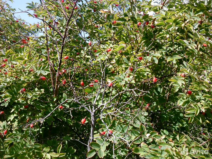 Саженцы шиповника, малины