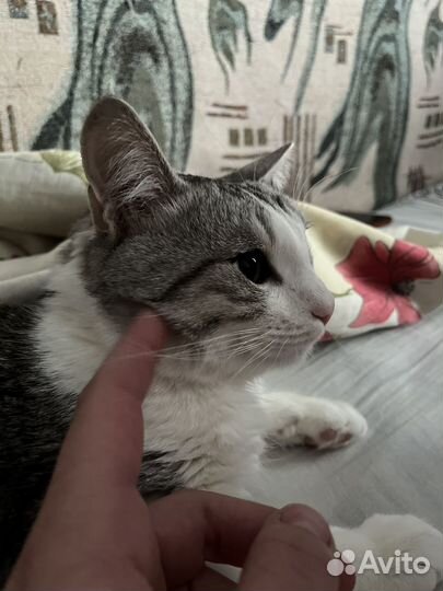 Кот в дар бесплатно