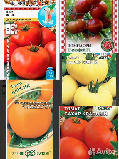Рассада томатов