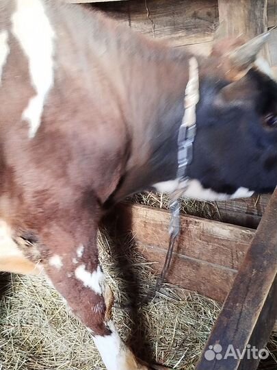 Продаётся бык