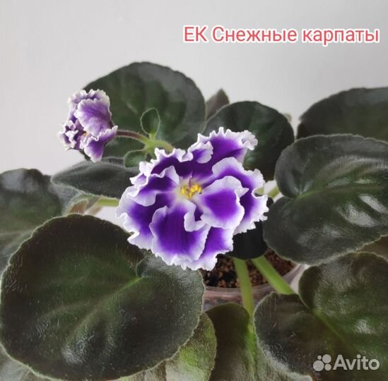 Листики сортовых фиалок
