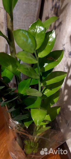 Замиокулькас