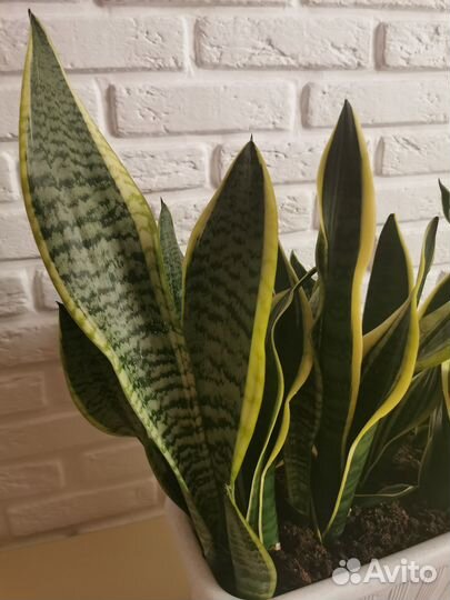 Сансевиерия