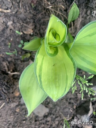 Купена, хосты, бадан