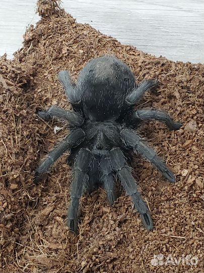 Grammostola pulchra самка, 7 лет