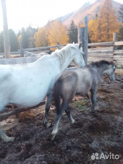 Кобылы с жеребенком