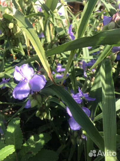 Традесканция садовая