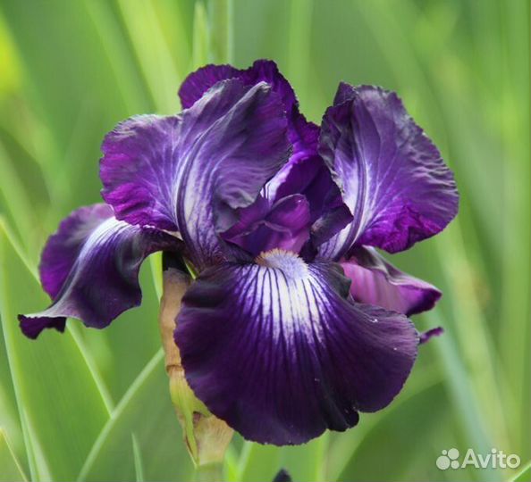 Ирисы бородатые