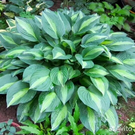 Хоста Стриптиз