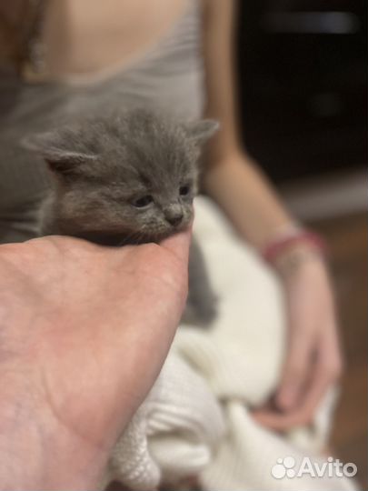 Кошка в дар