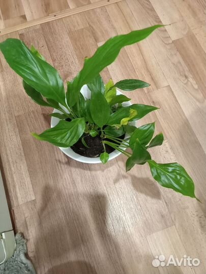 Спатифиллум