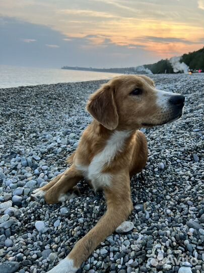 Щенок в добрые руки