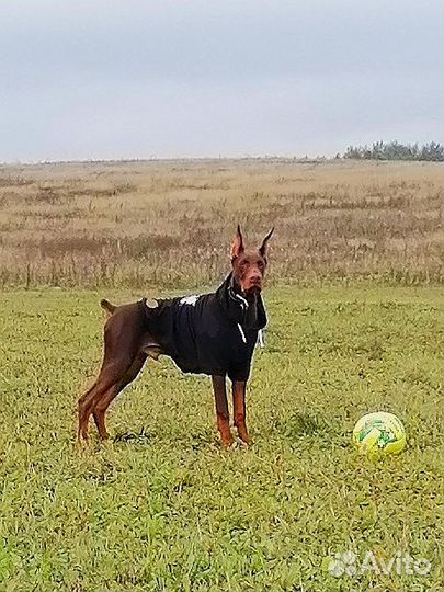 Толстовка для собаки rukka size 55