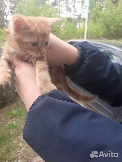Котята в добрые руки даром