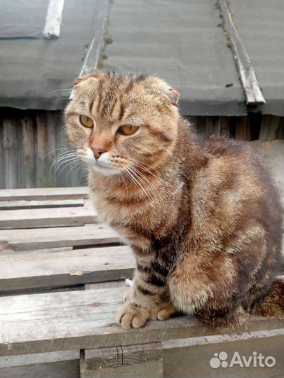 Найден кот в п. Черусти