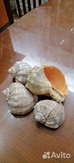 Ракушка морская