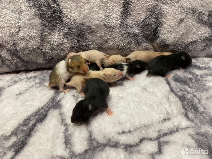 Сирийский хомяк малыши