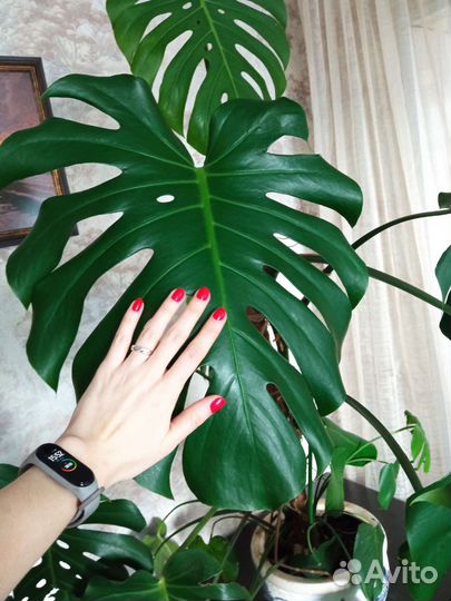 Детки этой 10 летней красавицы монстеры