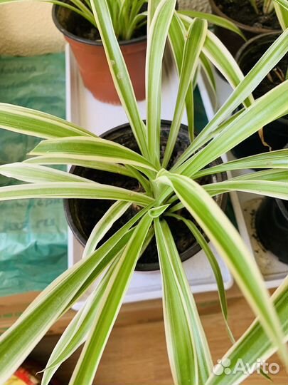 Хлорофитум