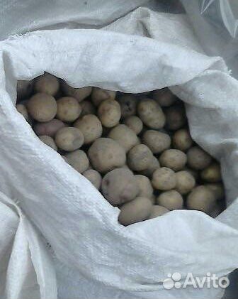 Картофель на корм скоту