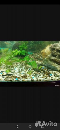 Аквариумные рыбки сомики анцитрусы