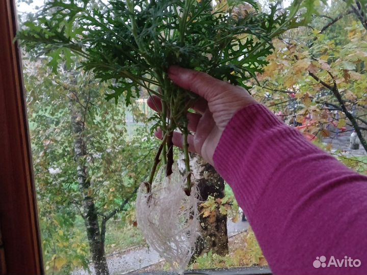 Герань лимонная