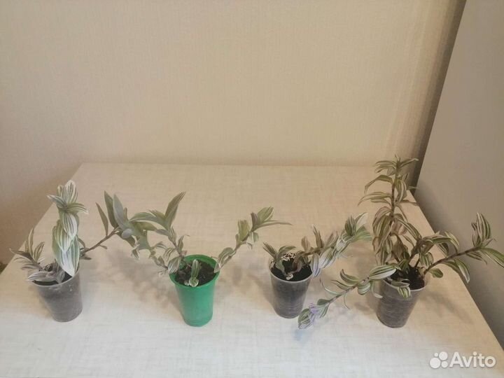 Комнатные растения