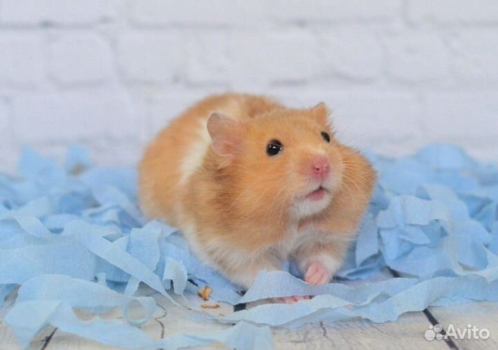 Хомяк Сирийский обычный