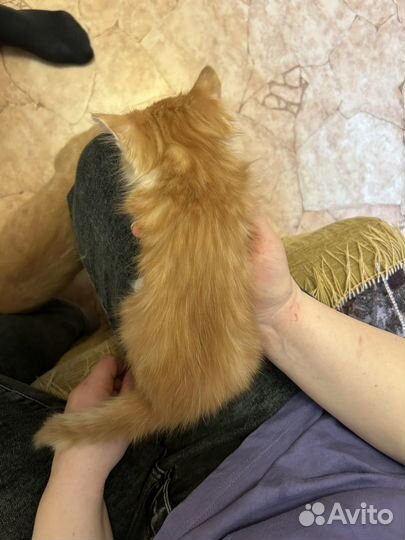 Котенок муж