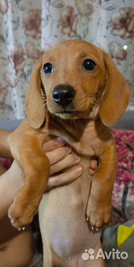 Щенки таксы