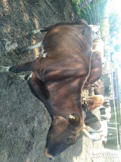 Дойные коровы