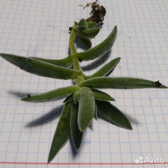 Суккуленты. Крассула