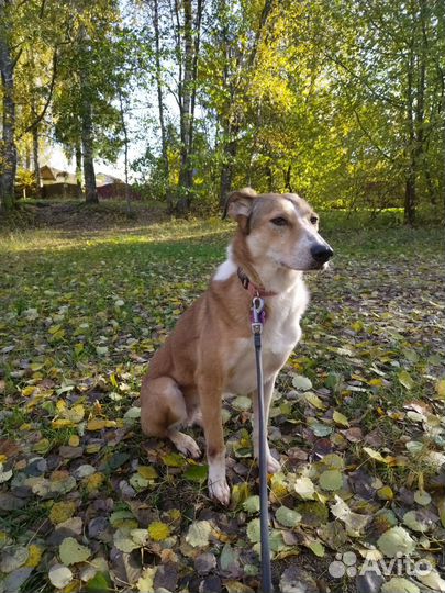 Рыжая собака