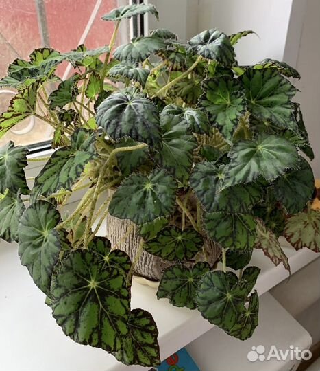 Бегония отросток цветок