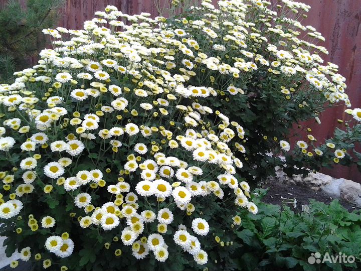 Цветы хризантемы