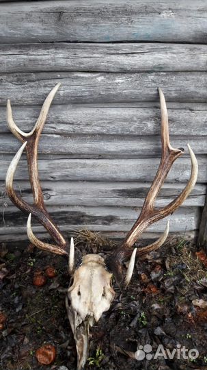 Рога оленя
