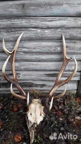 Рога оленя