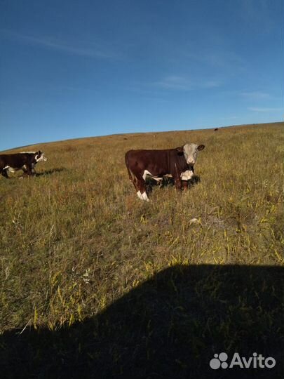 Коровы,телята,быки