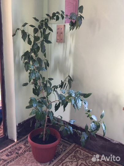 Гибискус растение