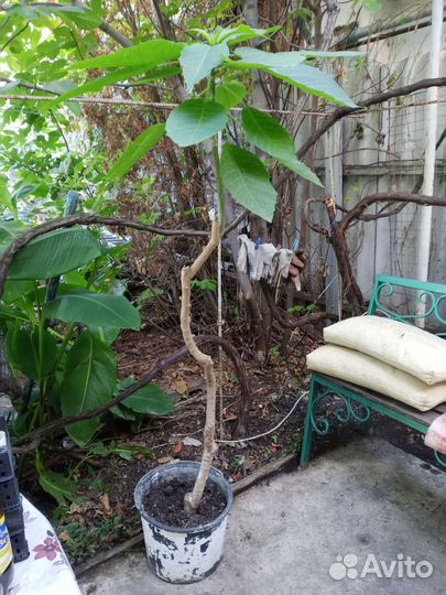 Жëлтая бругмансия